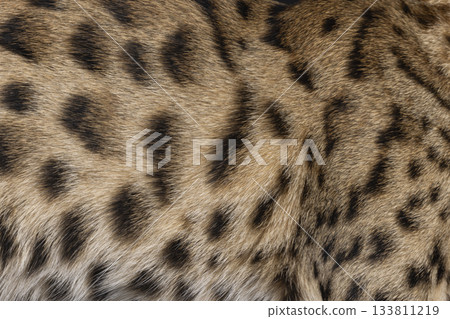 Savannah cat fur 133811219