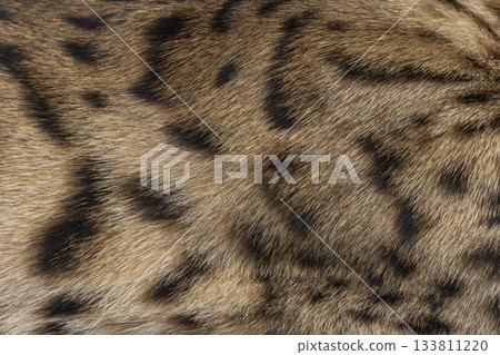 Savannah cat fur 133811220