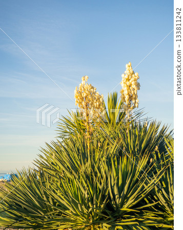 Yucca palm blossom. Vegetation in the south. Fading flowers on a palm tree. White petals Yucca palm blossom. Vegetation in the south. Fading flowers on a palm tree. White petals 133811242