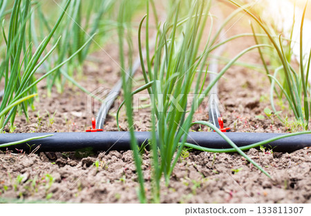 Drip irrigation at the dacha on a bed with onions, outdoor Drip irrigation at the dacha on a bed with onions, outdoor 133811307