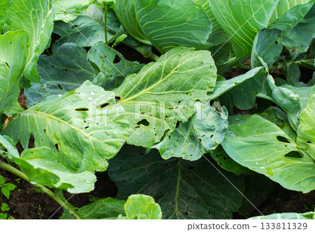 Holes in cabbage leaves after parasites of butterflies and caterpillars, close-up, background Holes in cabbage leaves after parasites of butterflies and caterpillars, close-up, background 133811329