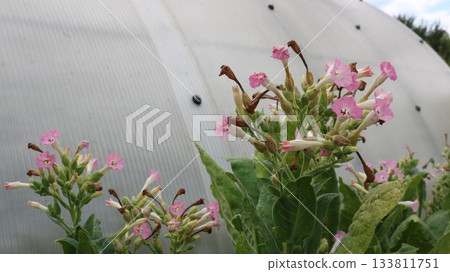 Close-up of the characteristic tubular pink flowers of the tobacco plant on a green ripe bush, tobacco blooming in a garden or on a plantation, tobacco bush during the flowering and ripening period 133811751