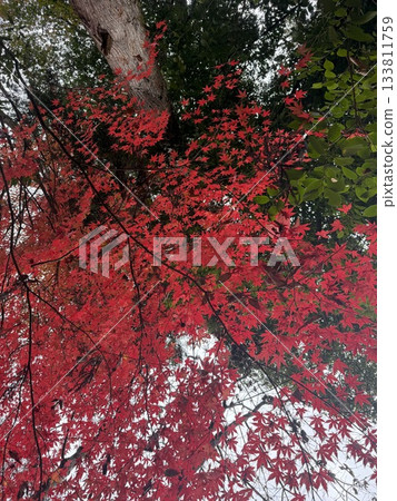 鮮紅的秋葉 133811759