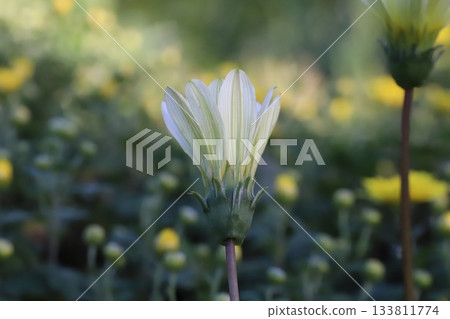秋日花園裡盛開著白色的金盞花和黃色的菊花。 秋日花園裡盛開著白色的金盞花和黃色的菊花。 133811774
