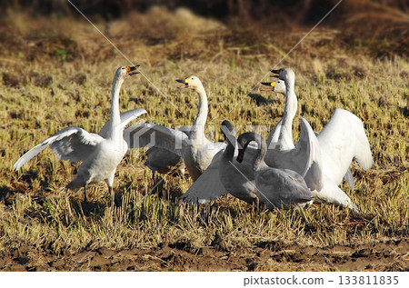 一群活潑的天鵝飛到它們覓食的稻田裡，展開翅膀，歡快地叫喊著。 133811835