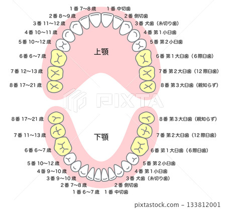 恆牙的名稱及其萌發時間 133812001