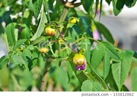 淡紫色大麗花花苞（秋季，11月） 133812062