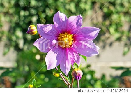 淡紫色帝王大麗花(秋季,11月) 淡紫色帝王大麗花(秋季,11月) 133812064