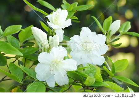 White azalea flowers White azalea flowers 133812124