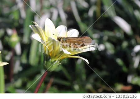 一隻弄蝶正在秋日花園裡盛開的黃白相間的金盞花上吸食花蜜。 一隻弄蝶正在秋日花園裡盛開的黃白相間的金盞花上吸食花蜜。 133812136