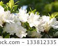 White azalea flowers 133812335