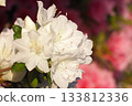 White azalea 133812336