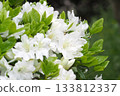 White azalea 133812337
