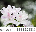 Azalea flowers are blooming 133812338