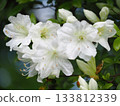 White azalea flowers 133812339
