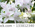 White azalea 133812340