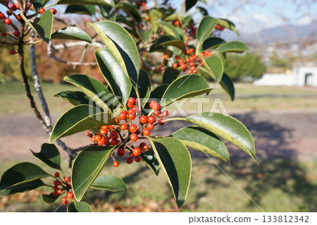 "Ilex rotunda" with red fruits like bells 133812342