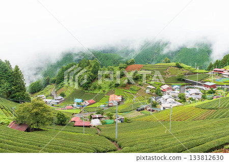 Tea fields shrouded in mist Tea fields shrouded in mist 133812630