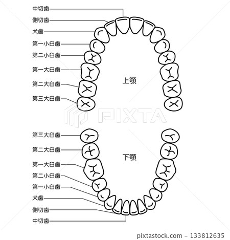 Name of teeth: Dentition Name of teeth: Dentition 133812635
