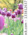 Purple tulip flowers blooming in spring flowerbed 133812637