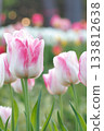 Pink tulips blooming in spring flower bed 133812638