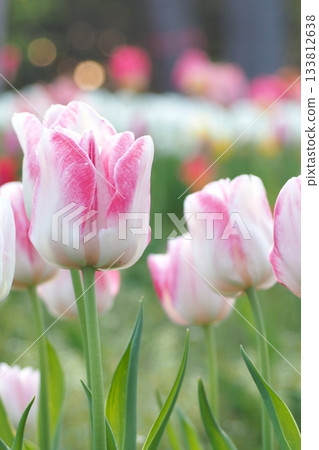Pink tulips blooming in spring flower bed Pink tulips blooming in spring flower bed 133812638