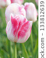 Pink tulip flowers blooming in spring flowerbed 133812639