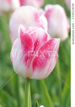 Pink tulip flowers blooming in spring flowerbed 133812639