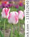 Pink tulip flowers blooming in spring flowerbed 133812640