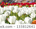 White tulip 133812641