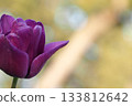 Purple tulip 133812642