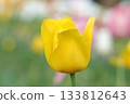 Yellow tulip 133812643