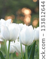 White tulip 133812644