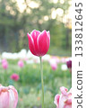 Pink tulips blooming in the tulip field 133812645