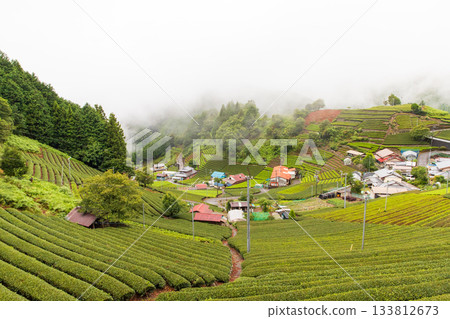 Tea fields shrouded in mist 133812673