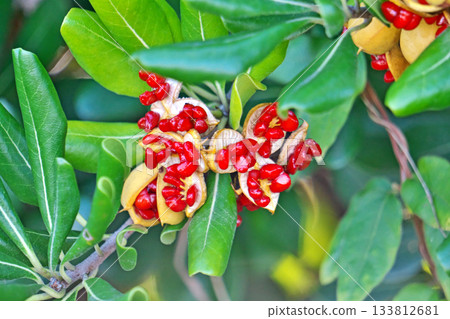 海桐（Pittosporum tobira）的裂開的紅色漿果（秋季，11月） 133812681