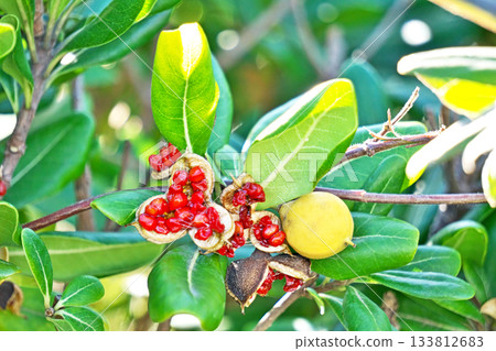 海桐(Pittosporum tobira)的裂開的紅色漿果(秋季,11月) 海桐(Pittosporum tobira)的裂開的紅色漿果(秋季,11月) 133812683