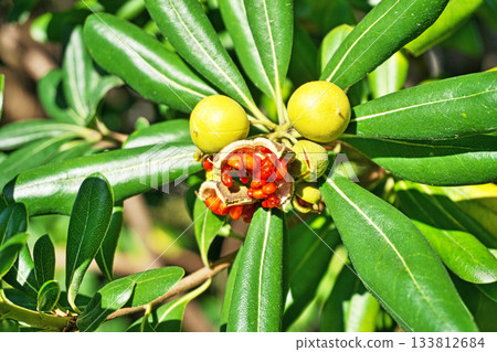 海桐(Pittosporum tobira)的裂開的紅色漿果(秋季,11月) 海桐(Pittosporum tobira)的裂開的紅色漿果(秋季,11月) 133812684