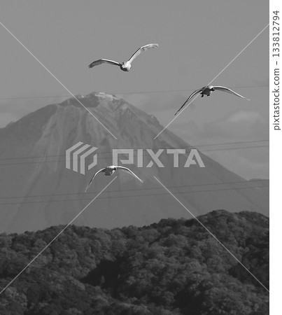 Swans flying with Mt. Daisen in the background Swans flying with Mt. Daisen in the background 133812794