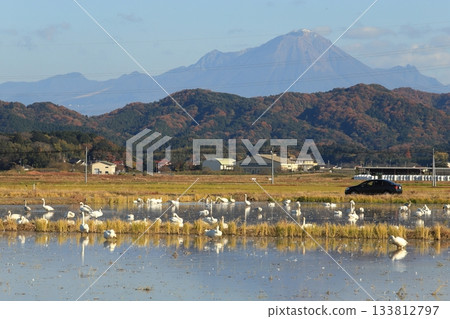 A landscape with swans A landscape with swans 133812797