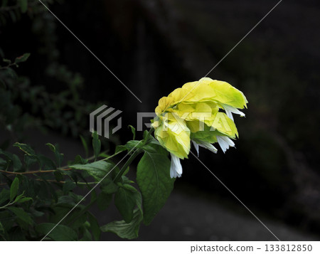 陰涼處盛開著乳白色的黃花野櫻草(路邊黃皇后的黃色花朵) 陰涼處盛開著乳白色的黃花野櫻草(路邊黃皇后的黃色花朵) 133812850