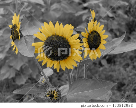 sunflower sunflower 133812988