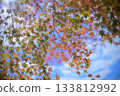 Autumn leaves under the blue sky 133812992