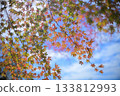 Autumn leaves: Autumn colors on a sunny day 133812993