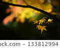 Autumn leaves: Light and shadow in autumn 133812994
