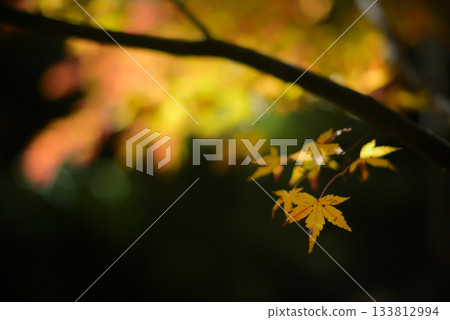 Autumn leaves: Light and shadow in autumn Autumn leaves: Light and shadow in autumn 133812994