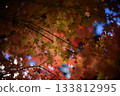 Autumn leaves: Guided by the red 133812995