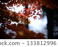 Autumn leaves: Crimson light 133812996
