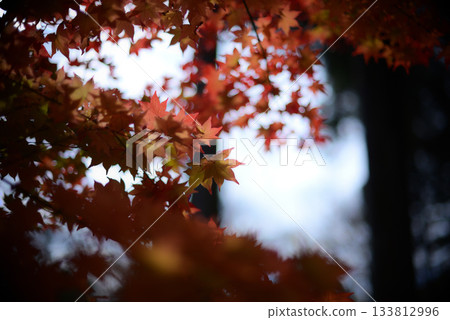 Autumn leaves: Crimson light Autumn leaves: Crimson light 133812996