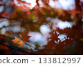 Autumn leaves: shades of red 133812997